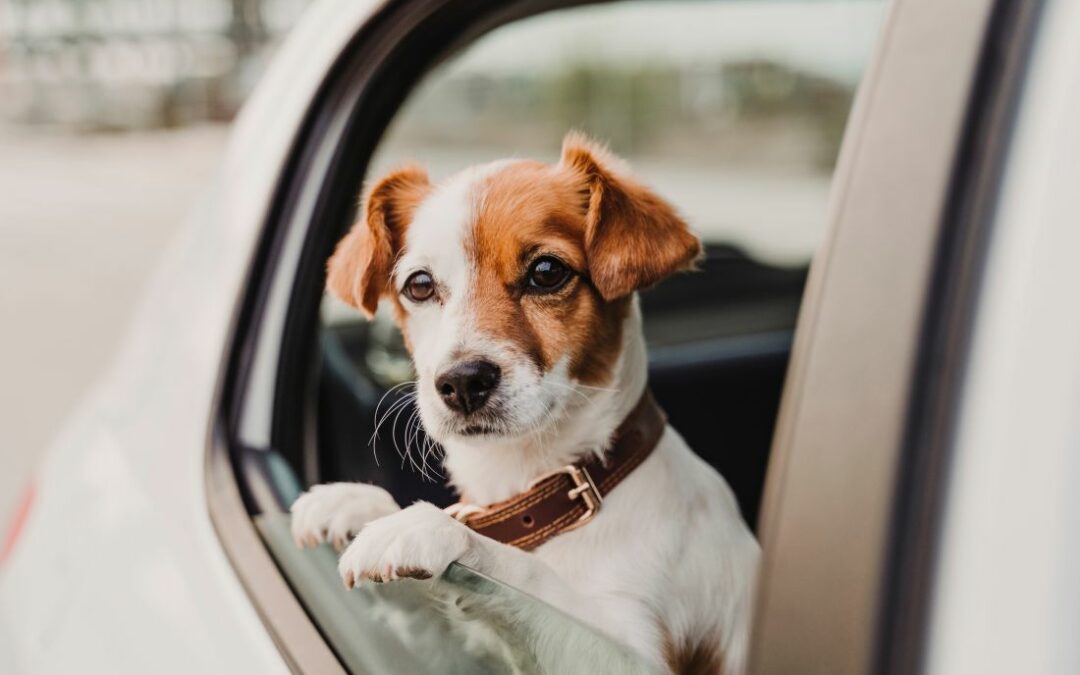 Tips to make your car more dog-friendly